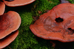 苔とキノコ