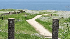 ハマダイコンまだ咲いてました