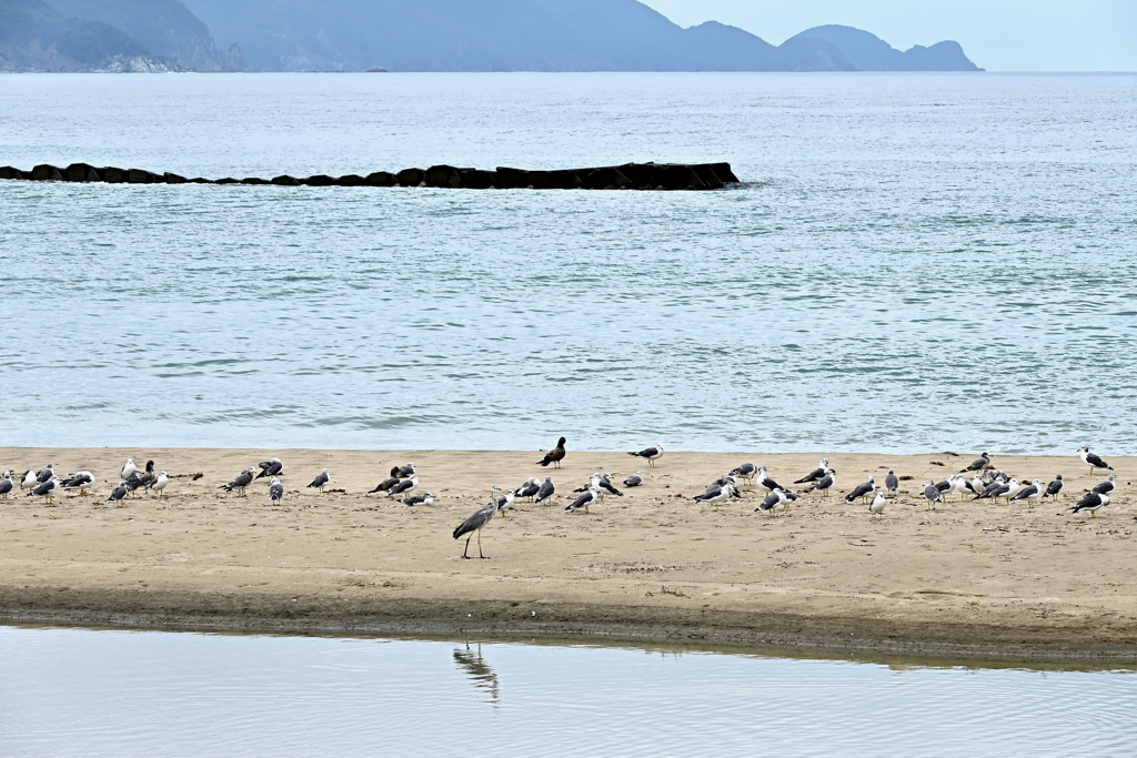 野鳥の楽園