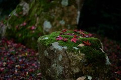 苔と落葉