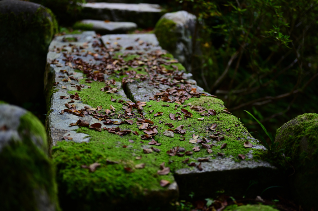 石橋の苔