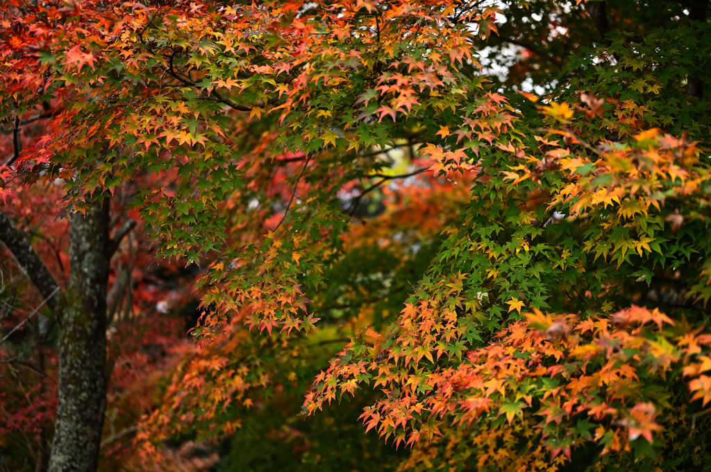 グラデーション