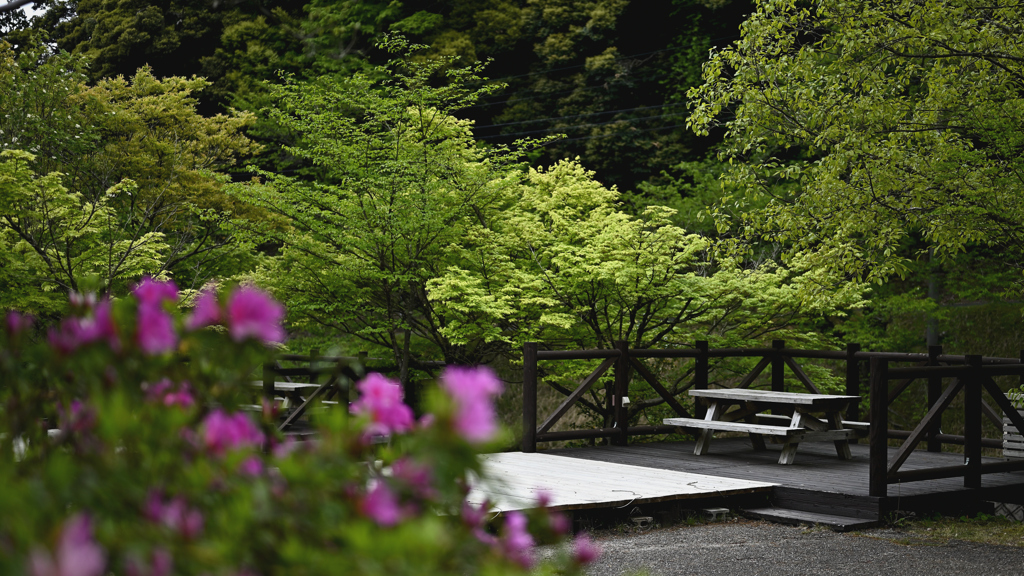 新緑のキャンプ場②