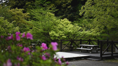 新緑のキャンプ場②