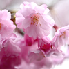 離湖公園の花たち　