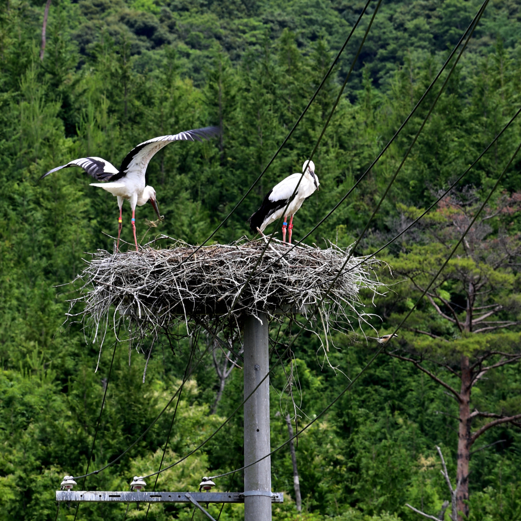 コウノトリ少し 大きくなりました。