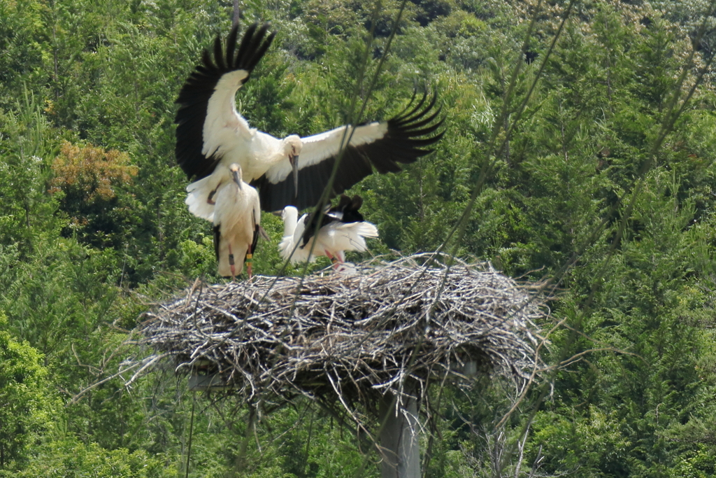 コウノトリ巣立ち間近？　①