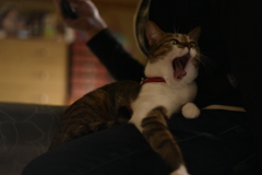 あくび