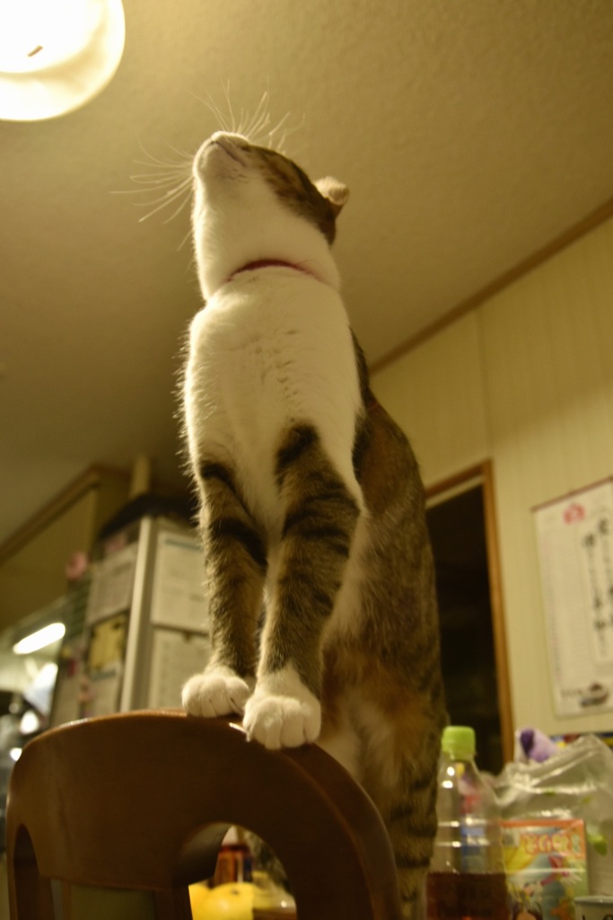 茶々丸