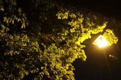 雨の夜