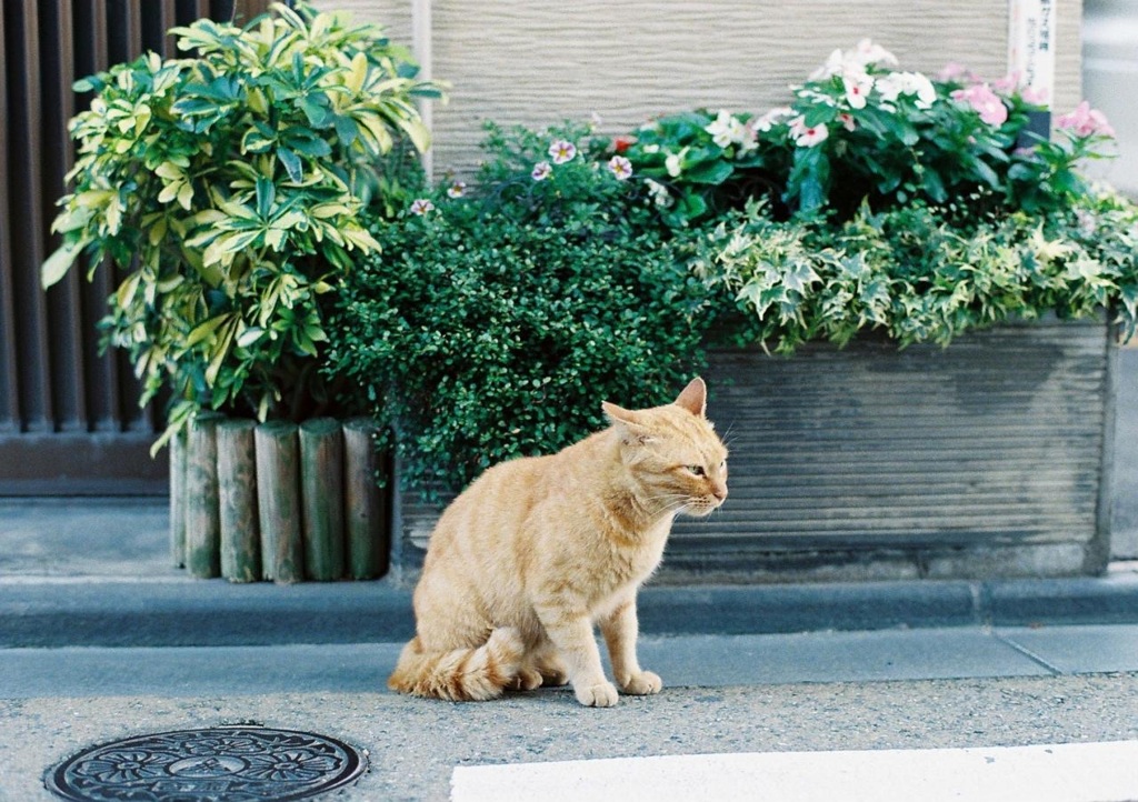 地域猫