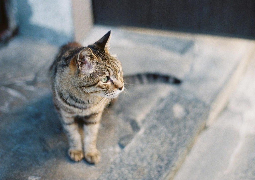看板猫