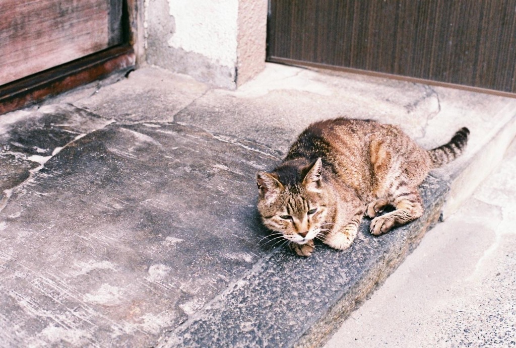 フィルム色の猫