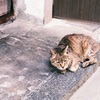 フィルム色の猫