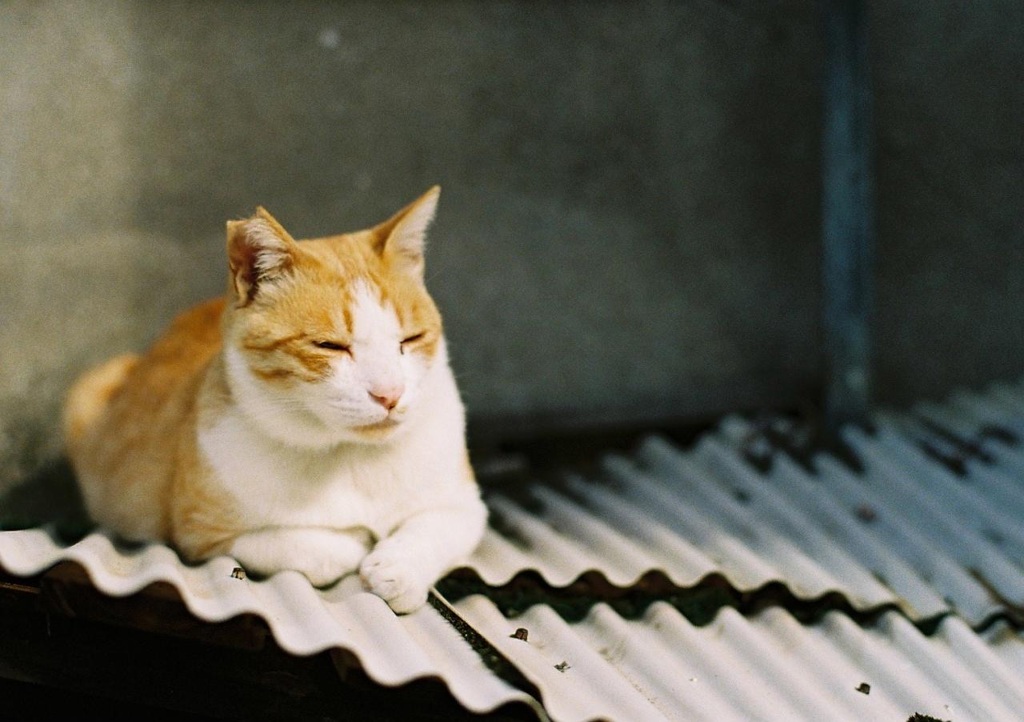 夢うつつ