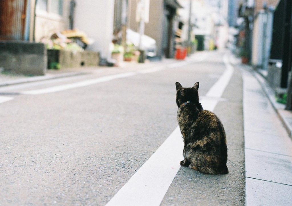 下町と猫