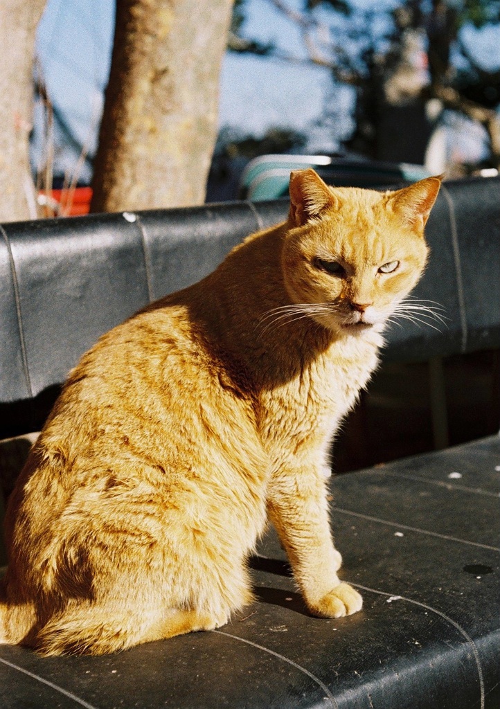 睨む野良猫