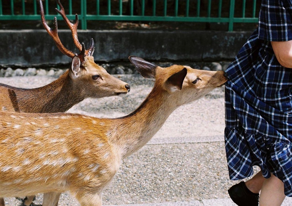 追い剥ぎ