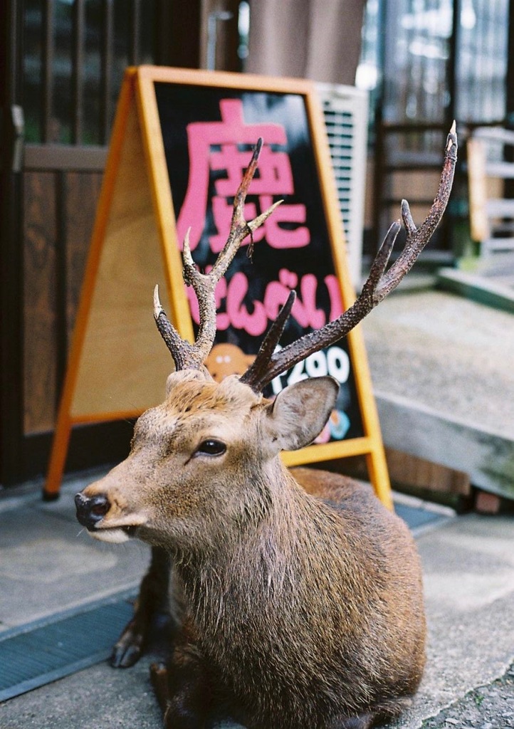 鹿せんべい待ち