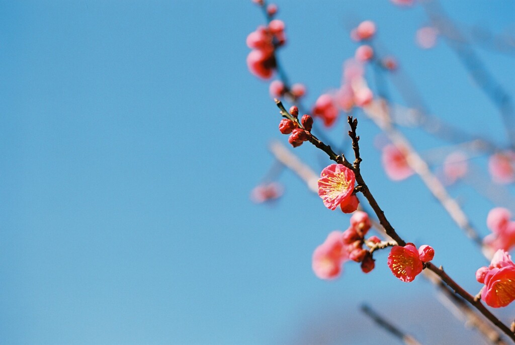 咲き初めの梅（二月）