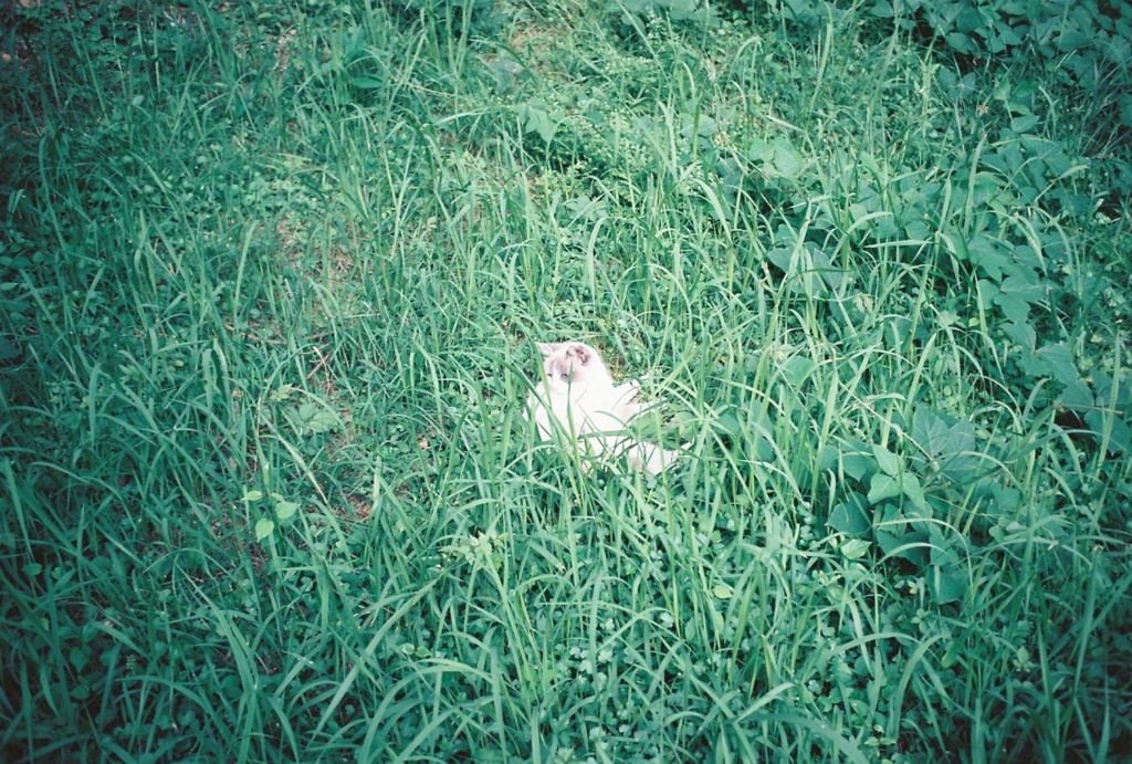 緑の中の白
