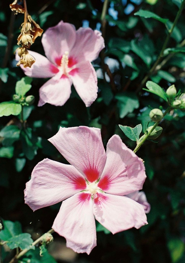 夏の花