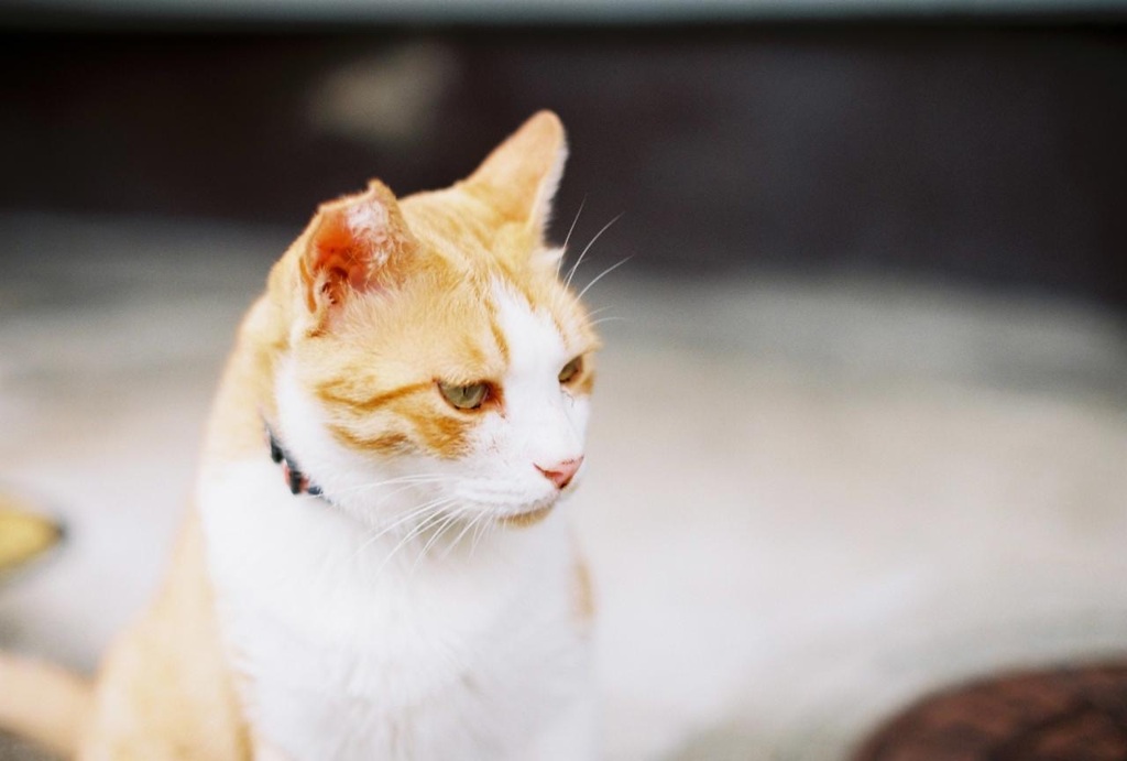 野良猫