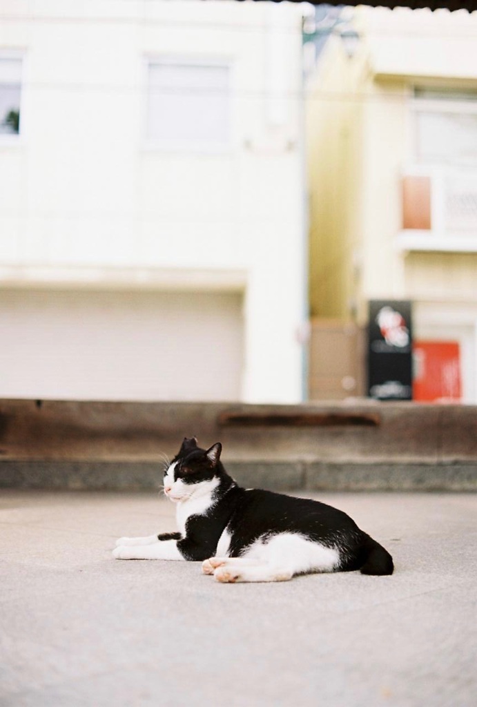 野良猫