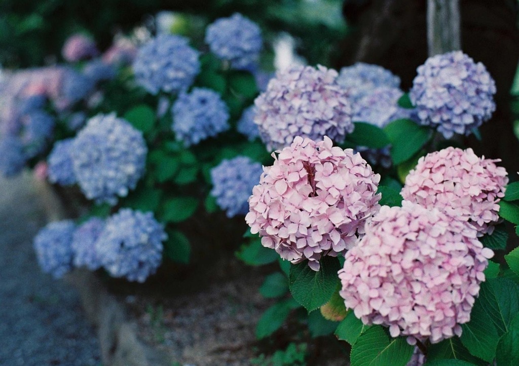 今や懐かしき梅雨の花