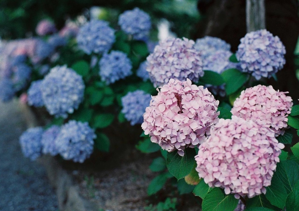 今や懐かしき梅雨の花