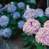 今や懐かしき梅雨の花