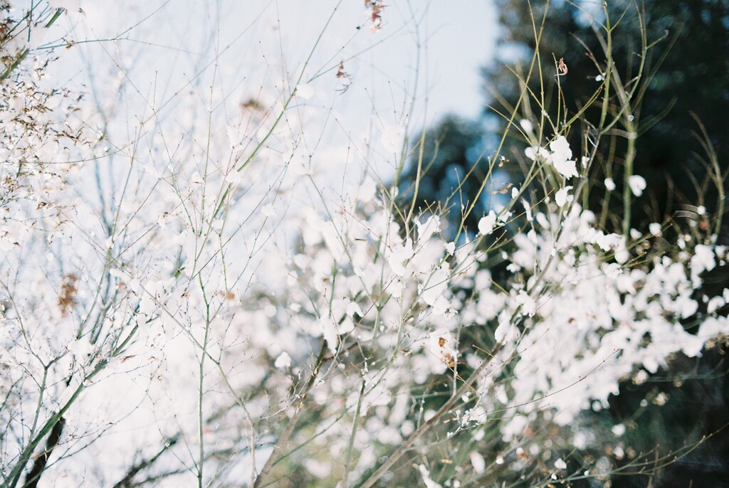 雪の花①