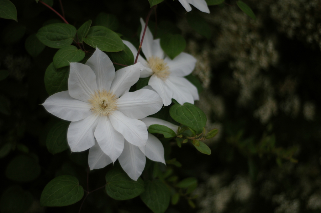 flowers