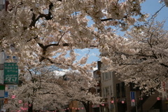 〜Cherry Blossom〜