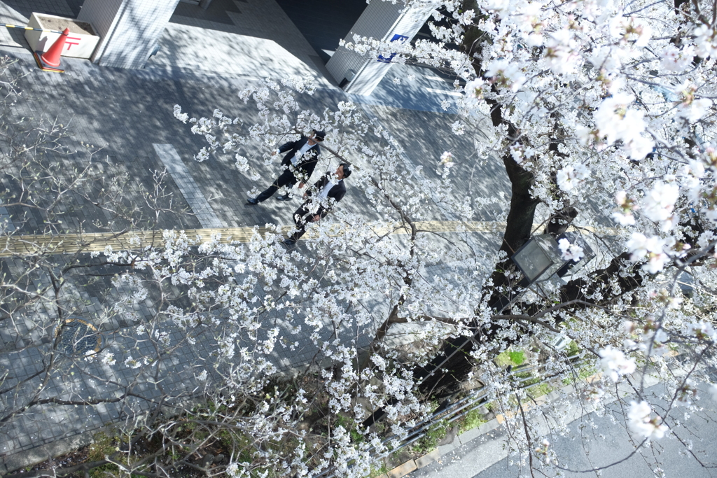 〜Cherry Blossom〜
