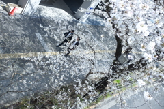 〜Cherry Blossom〜