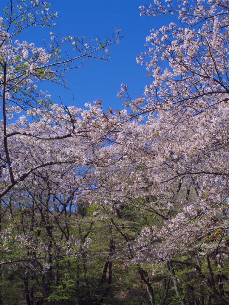 〜Cherry blossom〜