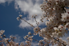 〜Cherry Blossom〜