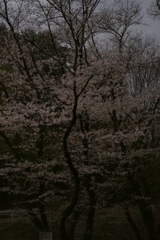 〜Cherry Blossom〜