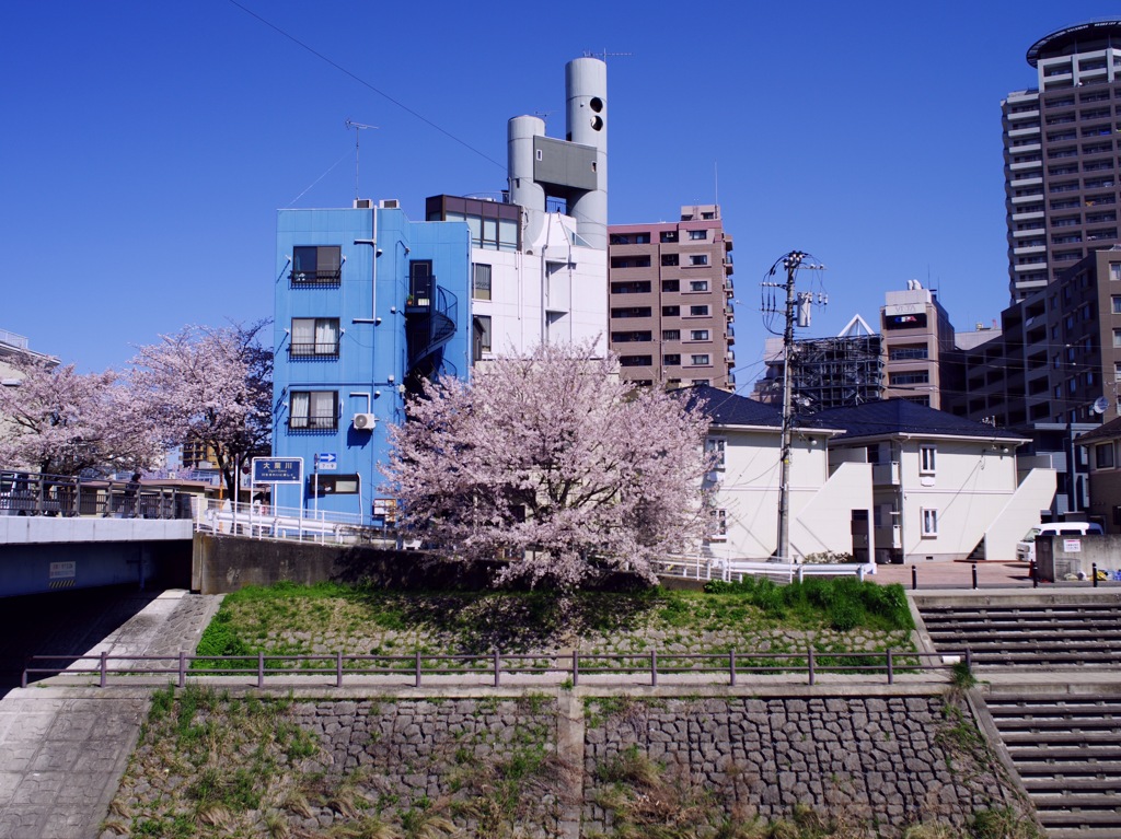 〜Cherry blossom〜