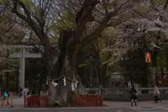 〜Cherry Blossom〜