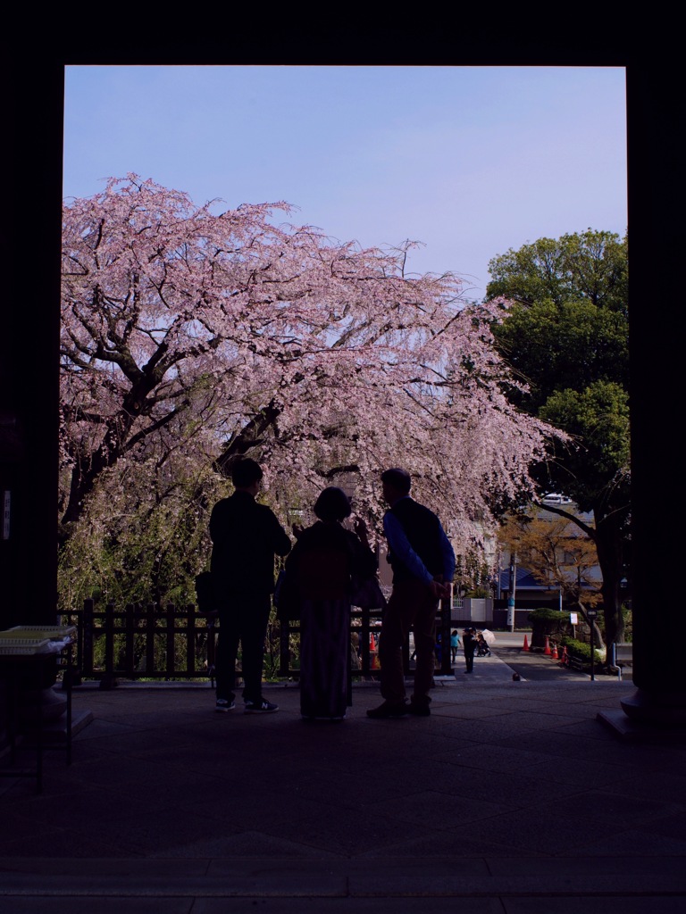 〜Cherry blossom〜