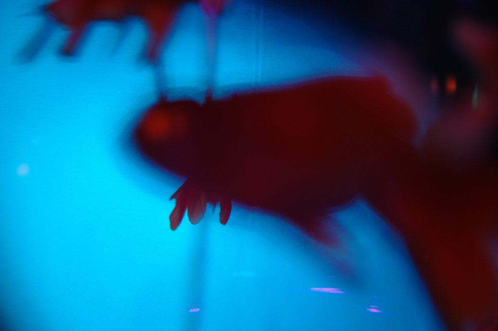 Goldfish