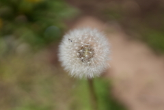 たんぽぽと小さい虫
