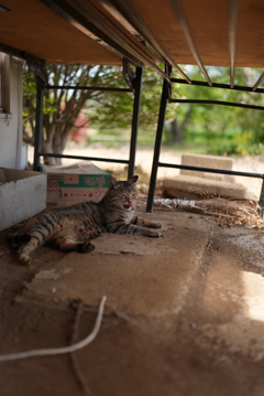 小春日和に眠い野良猫