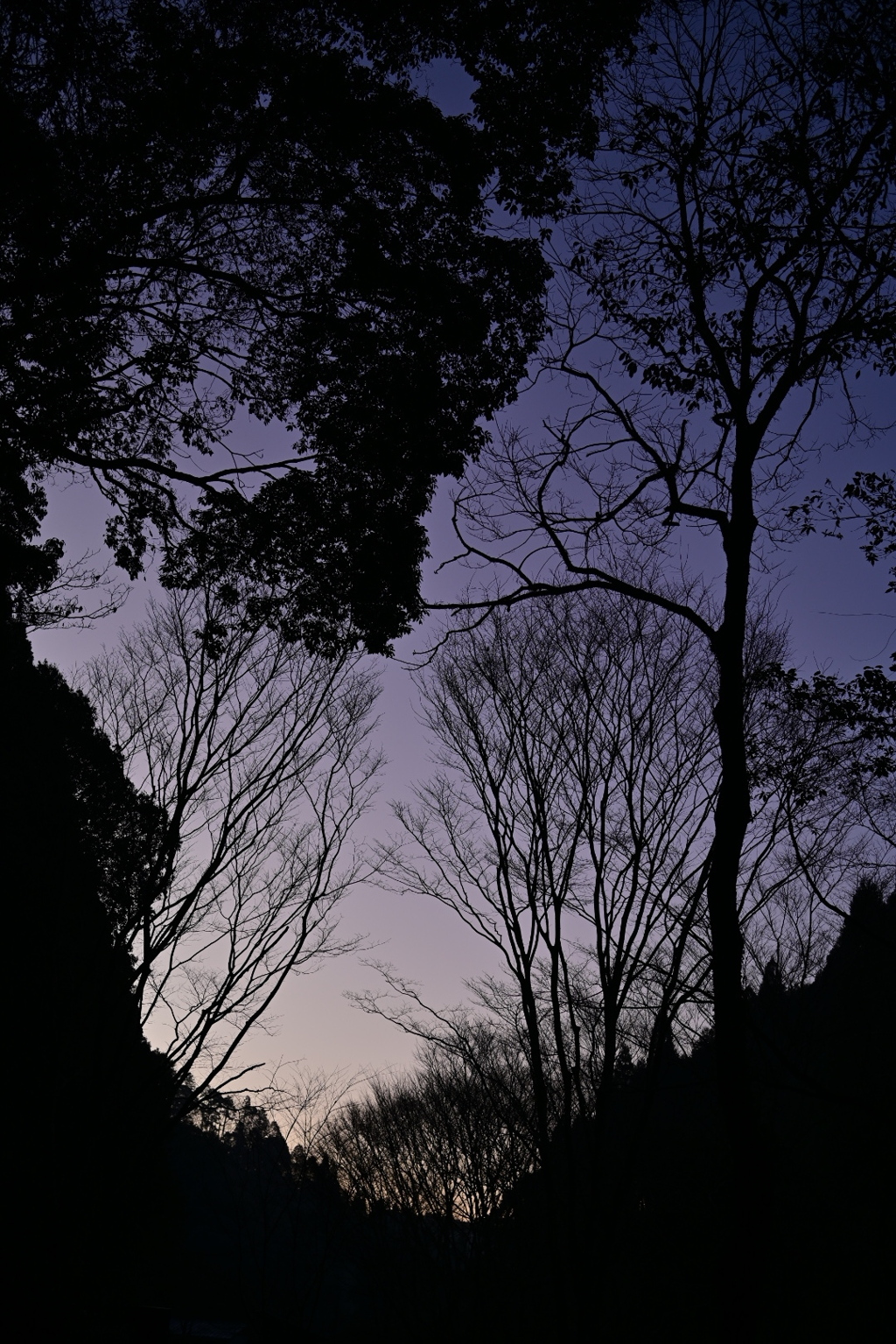 森が呼んでいる