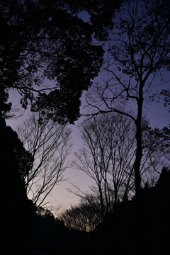 森が呼んでいる