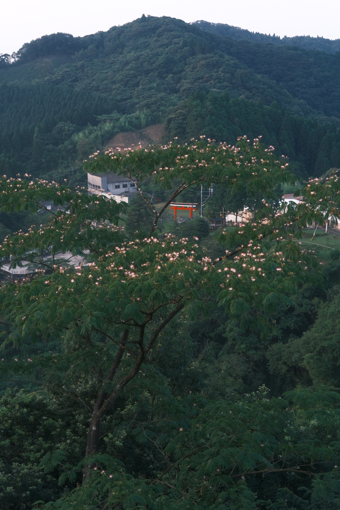 あそこから登ってきました。