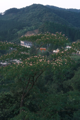 あそこから登ってきました。