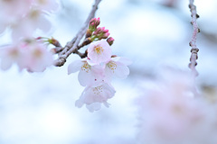 ほんわか桜 3
